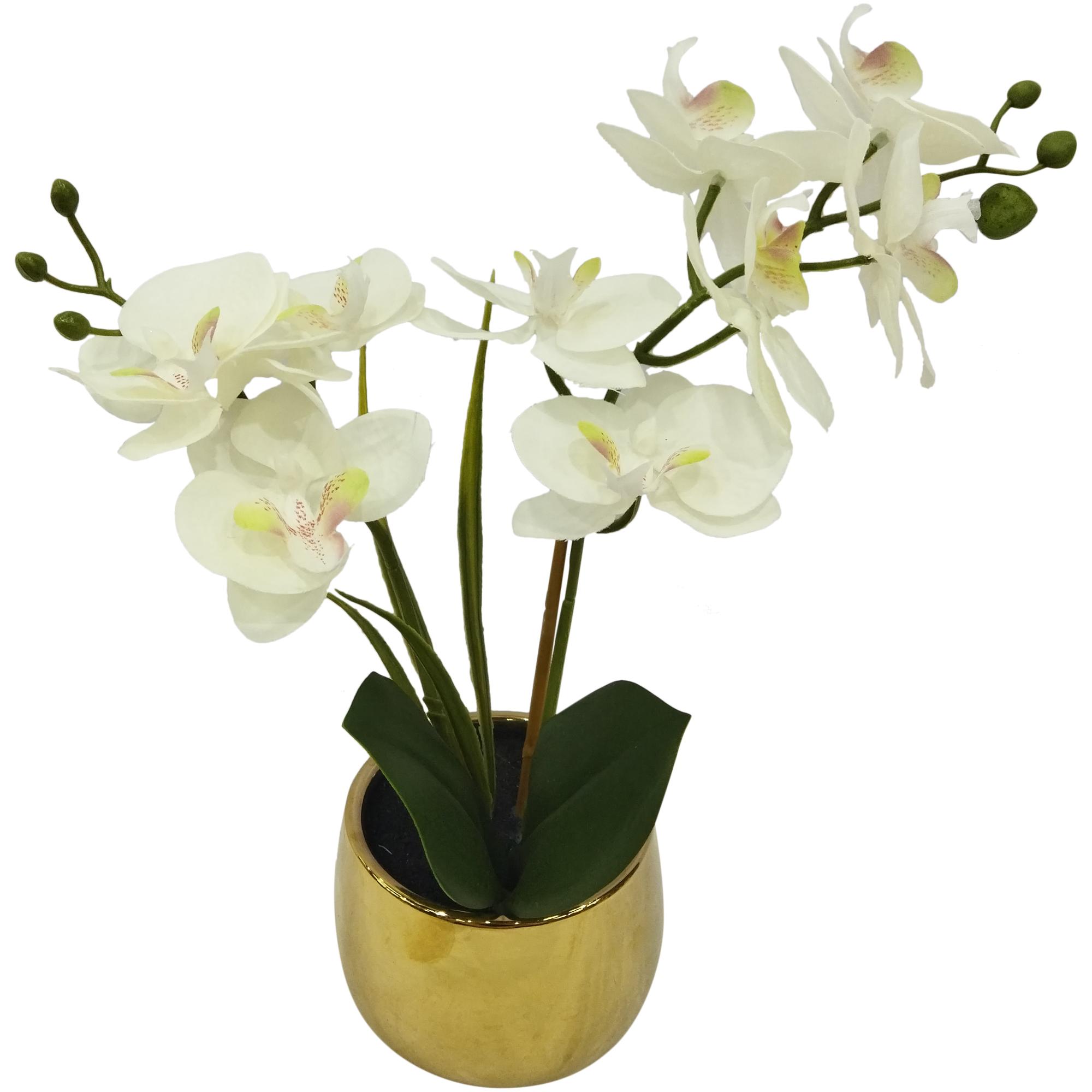 orchid in pot