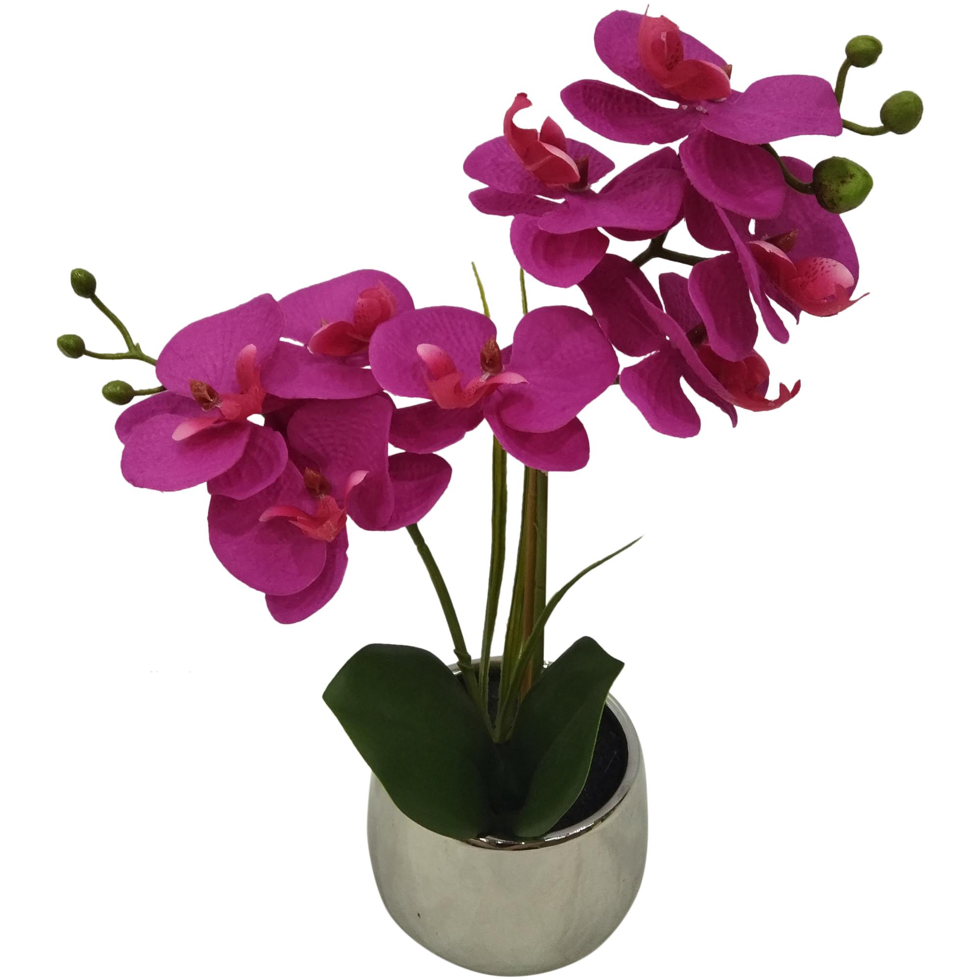 orchid in pot